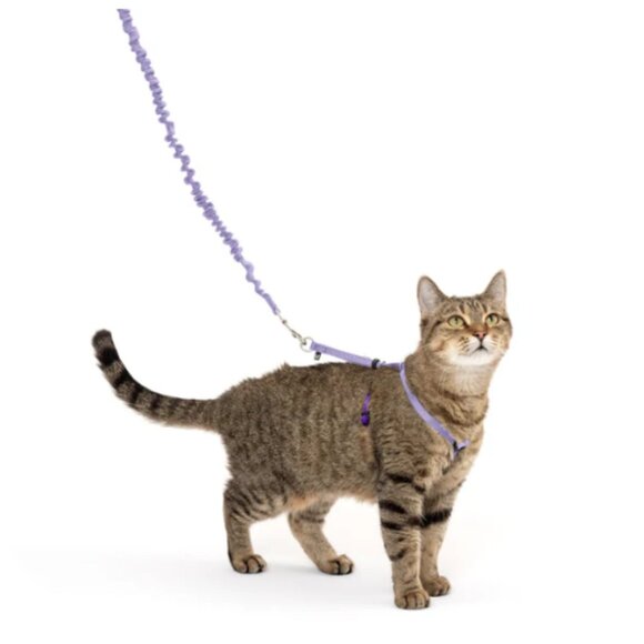 PetSafe Come With Me Kitty™ Harness Set - 2 Bungee Leashes, 4 Collar, 1 Harness - Picture 1 of 7